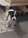 Chiot Jack Russell - photo 2