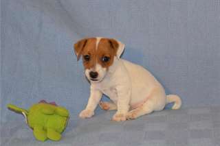 Chiot Jack Russell