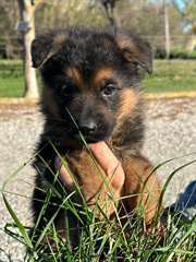 Chiots Berger Allemand