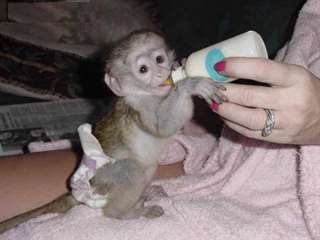 Bébé Singes Capucins