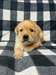 Chiot Labrador - photo 2
