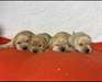 Chiot Labrador - photo 3