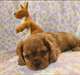 Chiots Cavaliers King Charles - photo 2