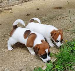 Chiot jack russell a donner