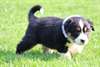 chiot berger australiens a donner - photo 1