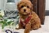 Chiots Jouets Poodle - photo 1