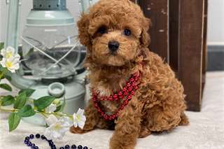 Chiots Jouets Poodle