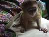 Mignon singe capucin à adopter, - photo 1