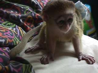 Mignon singe capucin à adopter,