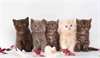 De super gentils chatons British Shorthair feraien - Annonce classée # 539323