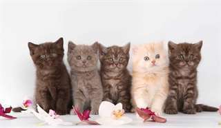 De super gentils chatons British Shorthair feraien