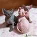 Excellents chatons Sphinx disponibles - photo 1