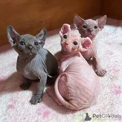 Excellents chatons Sphinx disponibles