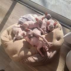 NOUS AVONS DES CHATONS SPHYNX MÂLES ET FEMELLES