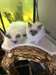chatons Birman mâles et femelles - photo 1