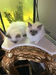 chatons Birman mâles et femelles