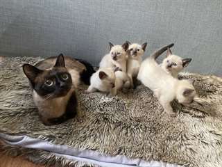 Chatons siamois, portée entraînée,
