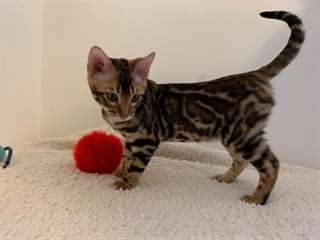 chatons du Bengale mâles et femelles