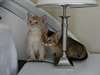 chatons abyssins mâles et femelles - photo 1