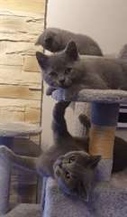Beaux chatons britanniques