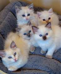 mignons chatons Ragdoll
