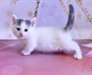 Chatons Munchkin pour une nouvelle maison - Annonce classée # 539352
