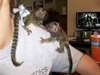 Singes ouistitis - Annonce classée # 539358