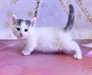 chatterie munchkin familiale - photo 1