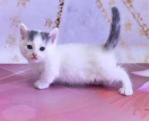 chatterie munchkin familiale