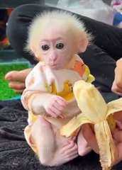 singes capucins exceptionnels