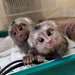 Adorables singes ouistitis mâles et femelles - Annonce classée # 539384