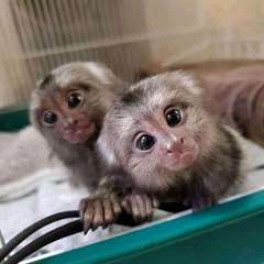 Adorables singes ouistitis mâles et femelles