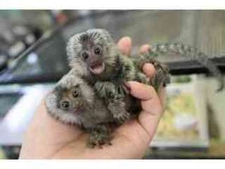 D’incroyables singes ouistitis sont maintenant prê