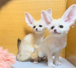 Renards Fennec