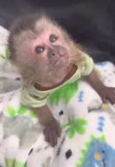 singes capucins mâles et femelles