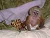 Singes capucins mâles et femelles disponibles. - photo 1