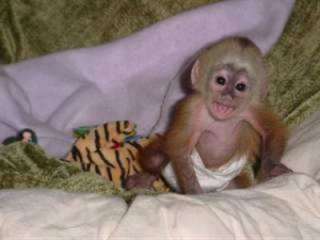 Singes capucins mâles et femelles disponibles.