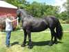 enfants Frison Horse - Annonce classée # 539391