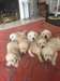 Chiots Golden Retriever - photo 1