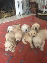 Chiots Golden Retriever