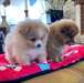Adorables chiots Poméraniens - Annonce classée # 539393