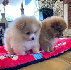 Adorables chiots Poméraniens