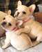 chiots bouledogue français - Annonce classée # 539394