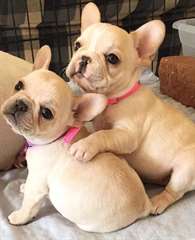 chiots bouledogue français