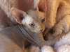 Chaton de Pure Race - Annonce classée # 539414
