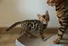 Chaton de Pure Race - photo 2