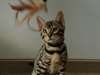 Chaton de Pure Race - photo 7