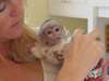 Bébé Singe Capucin - Annonce classée # 539436