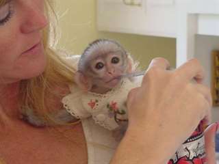 Bébé Singe Capucin