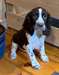 Chiots English springer spaniel à vendre - Annonce classée # 539438
